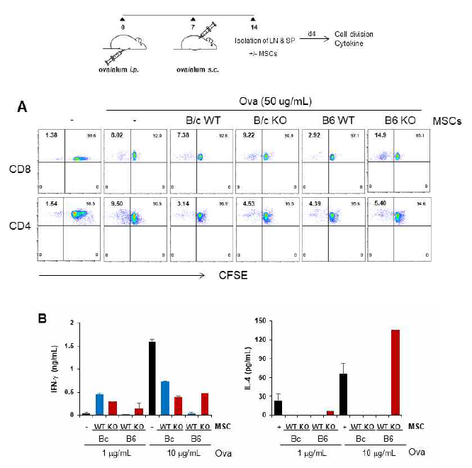 Ovalbumin 항원 특이적 T 세포의 기능 확인. Ova를 주입 2주 후 림프구를 분리해 in vitro에서 Ova와 배양을 하였고, 이때 Balb/c와 C57BL6의 MSC를 같이 배양해 준 후 (A) 항원 특이적 T 세포 증식과 (B) 항원특이적 사이토카인 발현을 확인하였음
