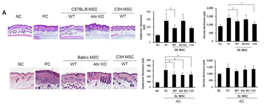 두 서로 다른 마우스 strain C57BL/6와 Balb/c AhR-/- MSC의 아토피피부염 치료 효능 비교