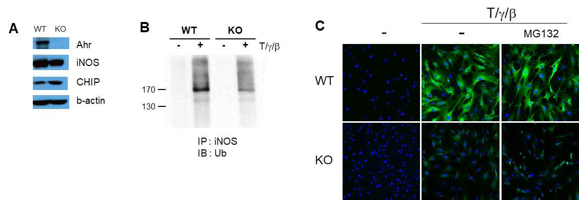 iNOS 단백질의 ubiqutination 분석