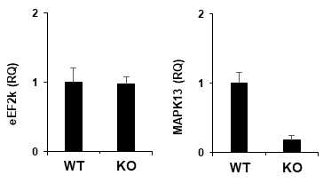 eEF2K와 MAPK13 mRNA 발현 확인