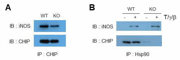 iNOS/CHIP//HSP90 complex 분석