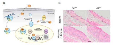 AhR의 분자적 기전과 피부염증 관련 연구: (A) 전사인자로 작용하는 AhR, (B) AhR-/- 마우스에서 imiquimod에 의한 건선 증가