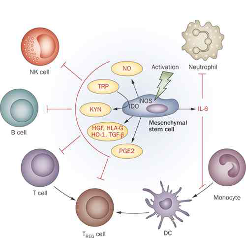 MSC의 면역세포 조절인자