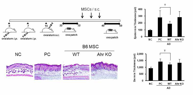 AhR에 의한 아토피피부염 치료효능: (A) 실험 모식도, (B) H & E 피부염색, (C) 상피두께 측정