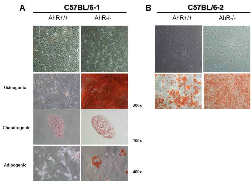 확립한 AhR WT and KO MSC의 분화 A. C57BL/6 AhR-/- (1), B. C57BL/6 AhR-/- (2)