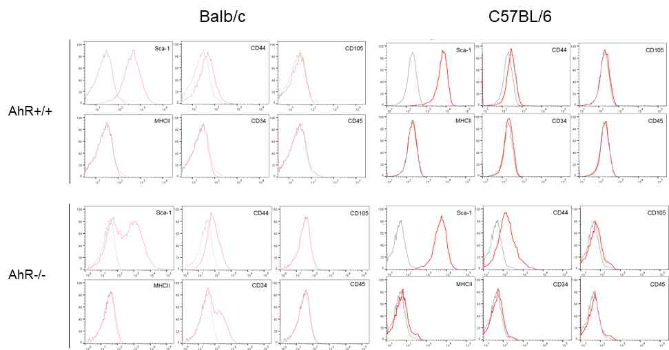 확립한 AhR WT and KO MSC의 세포표면 MSC 마커