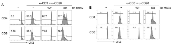 AhR-/- MSC가 T 세포의 증식에 미치는 영향 확인. (A) C57BL/6 MSC, (B) Balb/c MSC