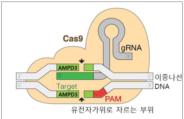 근육세포에서 AMPD3의 유전자 가위 편집