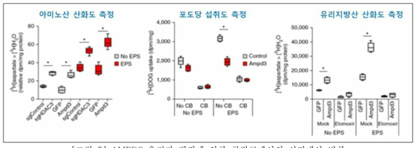 AMPD3 유전자 편집에 의한 골격근에서의 신진대사 변화