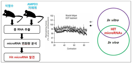 AMPD3 저해제를 이용한 in-vitro와 in-vivo 시스템의 hit microRNA의 교차분석