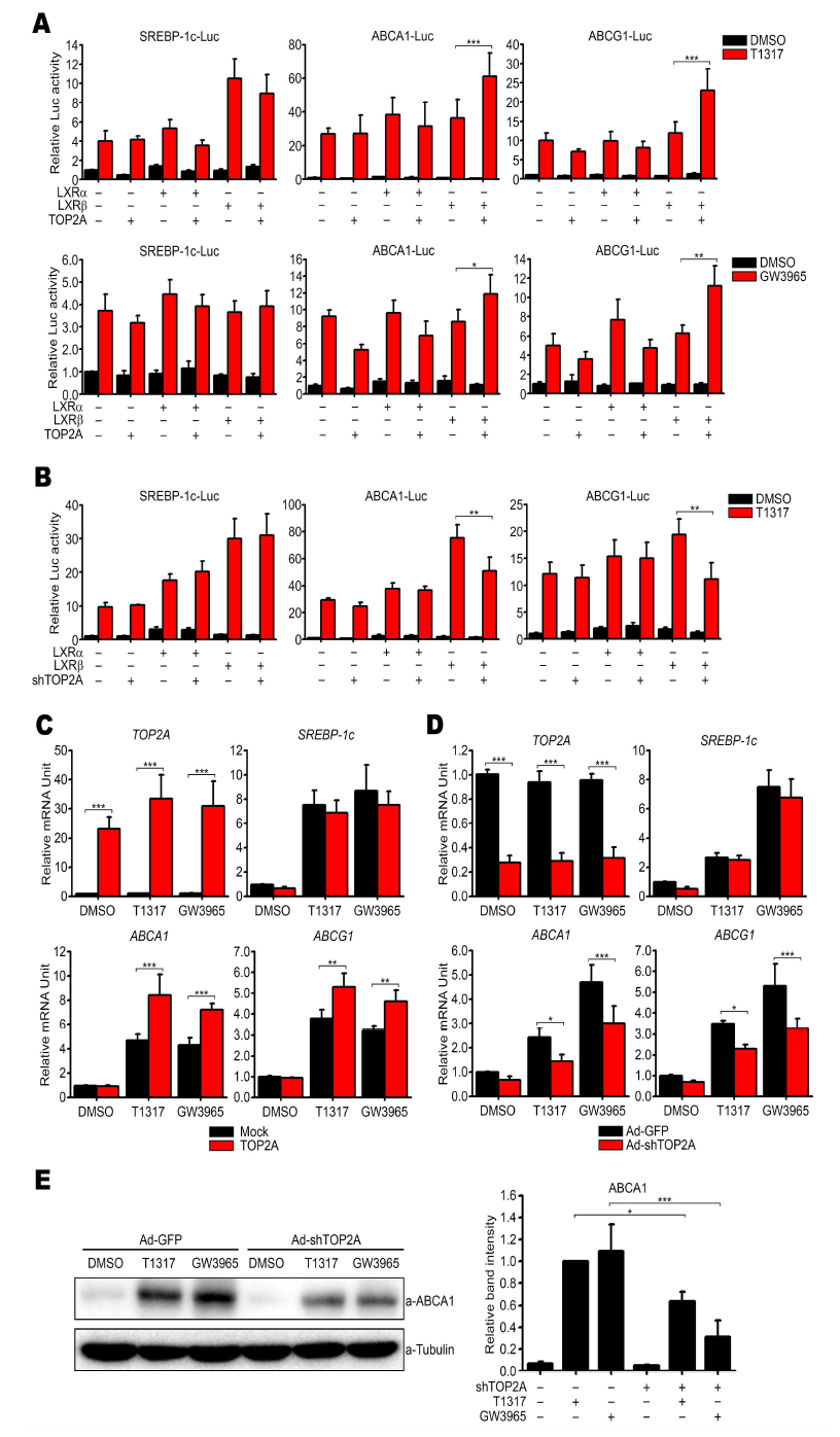 Effects of TOP2A on the gene expression of SREBP-1c, ABCA1 and ABCG1. (A) Effects of TOP2A overexpression on the activities of LXRE-containing natural promoters of SREBP-1c, ABCA1 and ABCG1. (B) Effects of TOP2A knockdown on the activities of SREBP-1c, ABCA1 and ABCG1 promoters. (C and D) Effects of TOP2A overexpression (C) and knockdown (D) on the transcript levels of SREBP-1c, ABCA1 and ABCG1 gene. (E) Effect of TOP2A knockdown on the ABCA1 protein expression. Data are presented as mean ± SEM. *, p < 0.05; **, p < 0.01; ***, p < 0.001 by one-way ANOVA. T1317, T0901317