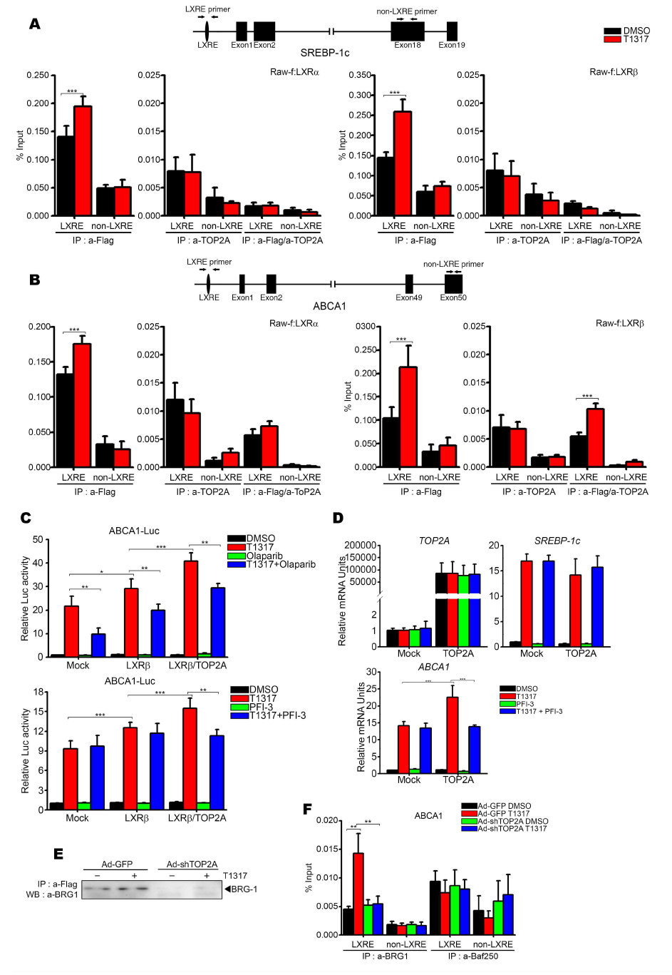 The mechanism study of selective activity of TOP2A on the RCT-related LXRb target genes. (A and B) Recruitment of TOP2A to the LXRE region of ABCA1 promoter. (C) Effect of PARP inhibitor (olaparib) or BAF complex inhibitor (PFI-3) on the transcriptional activity of TOP2A in the ABCA1 promoter. (D) Effects of BAF complex inhibitor PFI-3 on the gene expression of SREBP-1c and ABCA1. (E) The interaction between LXRb and BRG-1 was determined by co-immunoprecipitation with anti-flag antibody in Raw-f:LXRb stable cell line. (F) Recruitment of BRG-1 and Baf250 to the LXRE region on the ABCA1 promoter. Data are presented as mean ± SEM. *, p < 0.05; **, p < 0.01; ***, p < 0.001 by one-way ANOVA. T1317, T0901317