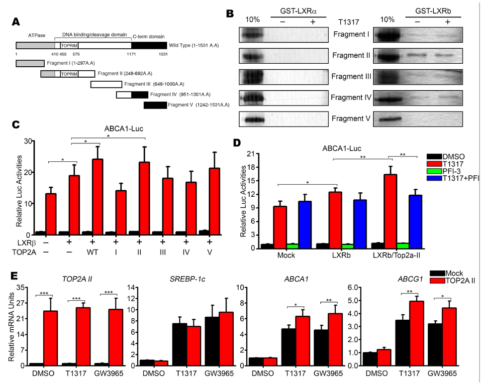 Mapping of TOP2A interaction domain and its selective activity on RCT-related LXRb target genes. (A) Construction of TOP2A fragments. (B) GST pull-down was performed between in vitro translated TOP2A fragments and LXRs. (C) Effects of TOP2A fragment overexpression on the LXR-dependent activities of ABCA1 promoter. (D) Effect of BAF complex inhibitor on the transcriptional activity of TOP2A II fragment in the ABCA1 promoter. (E) Effects of TOP2A II fragment overexpression on the transcript levels of SREBP-1c, ABCA1, and ABCG1. Data are presented as mean ± SEM. *, p < 0.05; **, p < 0.01; ***, p < 0.001 by one-way ANOVA. T1317, T0901317; GW, GW3965