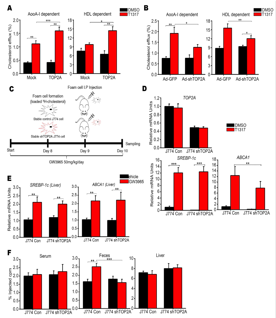 Effects of TOP2A on the cholesterol efflux. (A) Effects of TOP2A overexpression on the ApoA-I and HDL dependent cholesterol efflux. (B) Effects of TOP2A knockdown on the ApoA-I and HDL dependent cholesterol efflux. (C) An experimental scheme for in vivo reverse cholesterol transport assay. (D) Comparison of gene expression between established stable J774 cell lines. (E) Transcript levels of SREBP-1c and ABCA1 in the livers of mice intraperitoneally injected with 3H-cholesterol-loaded stable J774 foam cell lines. (F) 3H-cholesterol levels in the serum, feces and livers of mice intraperitoneally injected with 3H-cholesterol-loaded stable J774 foam cell lines. Data are presented as mean ± SEM. *, p < 0.05; **, p < 0.01; ***, p < 0.001 by one-way ANOVA. T1317, T0901317