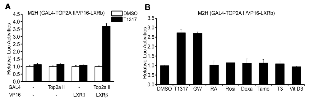 Establishment of assay system to determine the interaction between LXRb and TOP2A. (A) Mammalian two hybrid system using GAL4-TOP2A II, VP16-LXRb, pGL4.21-GAL4-TK-Luc and actin b-Gal. (B) Selective activation of M2H assay system by LXR agonists. Data are presented as mean ± SEM. T1317, T0901317; GW, GW3965; RA, 9 cis-retinoic acid; Rosi, rosiglitazone; Tamo, tamoxifen; T3, triiodothyronine; Vit D3, vitamin D3