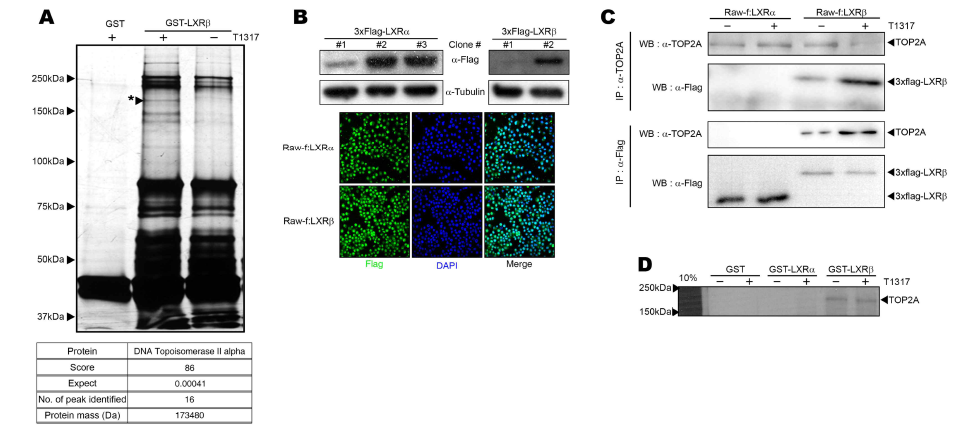 Identification of LXRb-specific interacting protein. (A) Ligand-dependent interactions between LXRb and several nuclear proteins from Raw 264.7 cells. * indicates an LXRb-interacting protein identified by MALDI-TOF. (B) Establishment of Raw 264.7 cells stably expressing LXRa or LXRb. These stable flag-LXRa or flag-LXRb cell lines were examined by Western blot and immunocytochemistry. (C and D) The interactions between LXRs and TOP2A were confirmed by coimmunoprecipitation using α-flag or α-TOP2A antibodies (C) and GST pulldown experiments (D). GST pulldown was performed between in vitro translated TOP2A and GST-tagged LXRs. TOP2A was labeled with 35S-Met