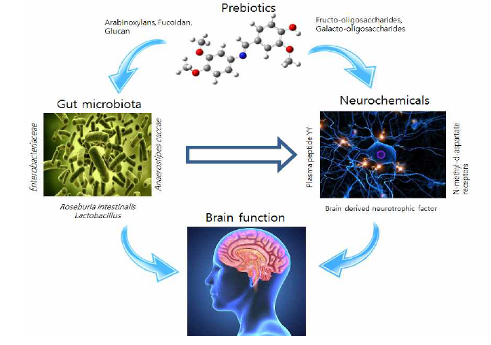 장-뇌축 전달 기작에서 프리바이오틱스의 역할