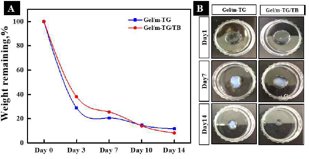 Gel/mTG 하이드로젤의 생분해도 평가