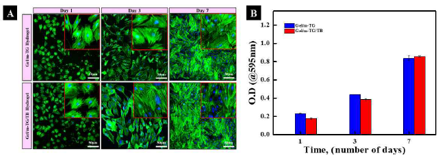 Gel/mTG 하이드로젤의 생체 적합성 평가