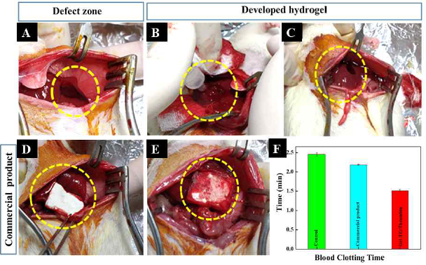 질환동물모델을 이용한 하이드로젤의 적용 지혈능평가