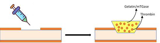 Gelatin/mTGase 체온 감응형 하이드로젤 모식도