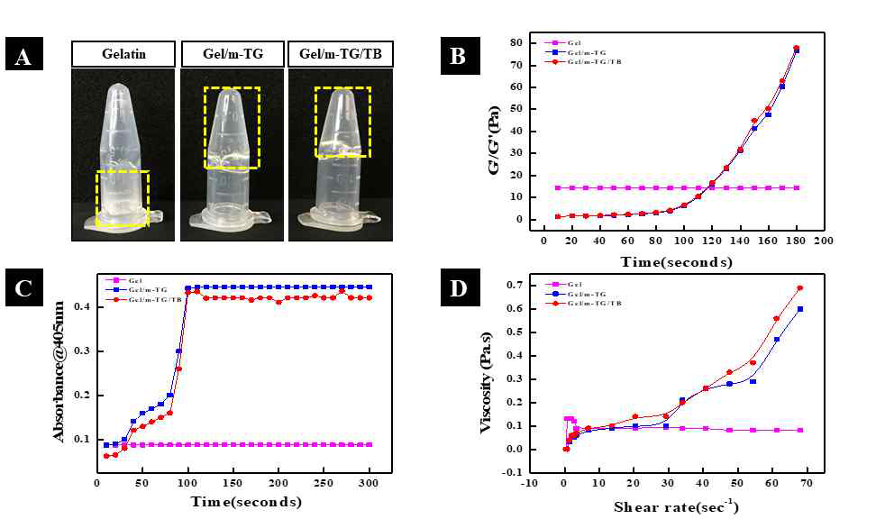 Gel/mTG 하이드로젤의 물리적 특성 평가