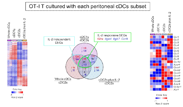T세포 RNA sequencing을 통한 복강 DC2의 T세포 분화능에 대한 soluble factor IL-2의 영향 분석. 각각의 복강 DC subset과 co-culture한 OT-1 T세포의 유전자 발현 비교(왼쪽), 발현이 높아지거나 낮아진 OT-1 T세포 유전자들 중에 각각의 배양 조건별로 범주를 나눠서 분석한 결과(가운데), OT-1 T세포의 cytokine 유전자들의 변화를 각 배양 조건별로 분석한 결과(오른쪽)