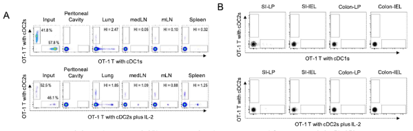 in vitro에서 복강 DC로 배양한 OT-1 T세포의 homing 능력을 in vivo에서 확인함. DC1, DC2, DC2+IL-2로 분화시킨 OT-1 T세포를 CTV와 CFSE로 각각 표지하고 1:1의 비율로 섞어서 C57BL/6 마우스에 i.v.로 주입 후 3 시간 후에 여러 장기로의 homing을 T세포에 표지한 형광의 발현을 tracking하여 분석하였음(A). 소장 (small intestine, SI), 대장(large intestine, LI)으로의 T세포 homing을 intestine 각 부분의 lamina propria (LP), intraepithelial lymphocyte (IEL)로 나누어서 분석하였음(B). HI, homing index; medLN. mediastinal lymph node; mLN, mesenteric lymph node