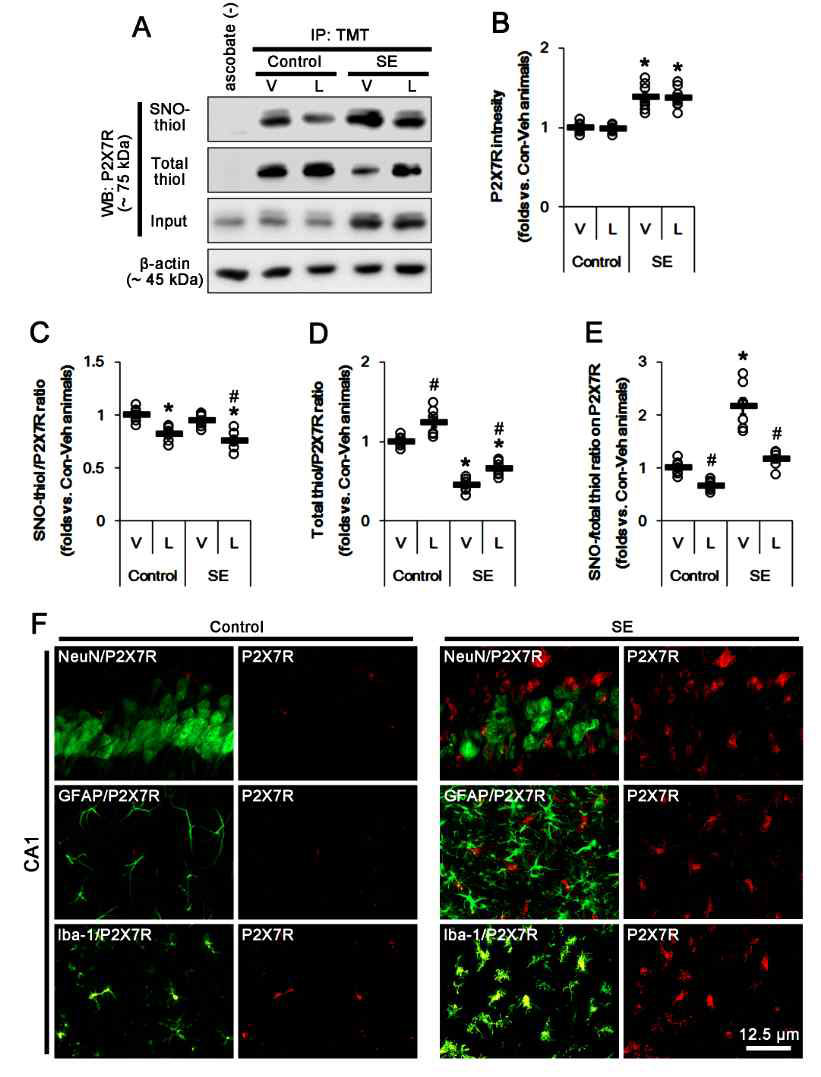 The effects of L-NAME on the amounts of SNO-thioland total thiol-P2X7R following SE. As compared to vehicle (V), L-NAME (L) reduces the amount of SNO-thiol-P2X7R, and increased that of total thiol-P2X7R without altering P2X7R expression under physiological condition. Thus, S-nitrosylation ratio of P2X7R is decreased. SE up-regulates P2X7R expression and S-nitrosylation ratio of P2X7R due to the reduced the amount of total thiol without the altered that of SNO-thiol-P2X7R. L-NAME inhibits these alterations induced by SE, except P2X7R expression. (A) Representative western blot for S-nitrosylation and thiolization on P2X7R and its expression. (B-E) Quantification of analyses of S-nitrosylation and thiolization on P2X7R and its expression. Open circles indicate each individual value. Horizontal bars indicate mean value. Error bars indicate SEM (*,#p < 0.05 vs. control animals and vehicle, respectively; n = 7, respectively). (F) Representative photos of the localization of P2X7R in the CA1 region following SE. Up-regulation of P2X7R expression induced by SE is restricted to microglia