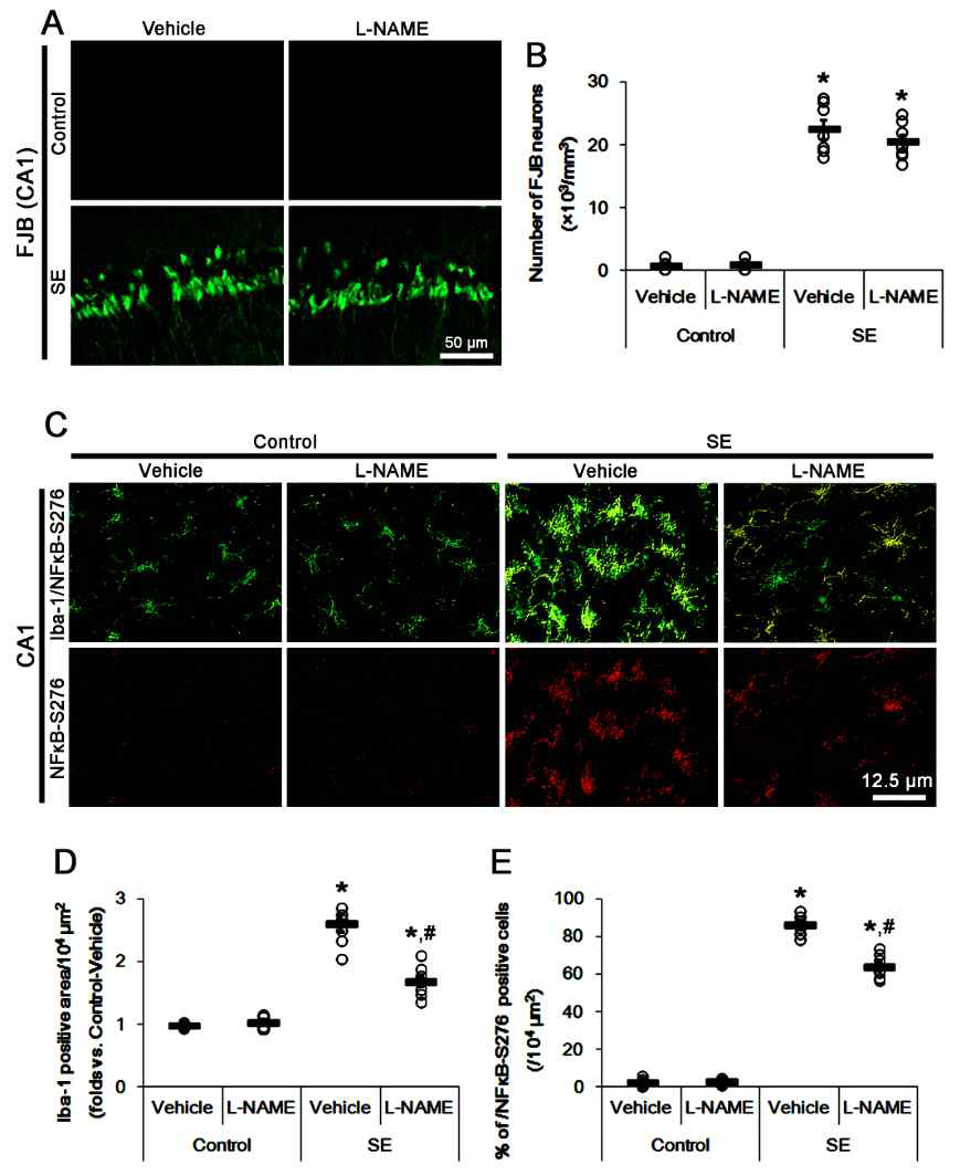 The effects of L-NAME on neuronal death and microglial activation following SE. L-NAME attenuates microglial activation by inhibiting p65‐S276 NF‐κB phosphorylation, while it does not affect CA1 neuronal death, following SE. (A) Representative photos for FJB-positive degenerating CA1 neurons induced by SE. (B) Quantification of analyses of the effect of L-NAME on SE-induced CA1 neurons. Open circles indicate each individual value. Horizontal bars indicate mean value. Error bars indicate SEM (n = 7, respectively). (C) Representative photos for microglial p65‐S276 NF‐κB phosphorylation in the CA1 region following SE. (D-E) Quantification of analyses of the effect of L-NAME on microglial activation (D) and p65‐S276 NF‐κB phosphorylation in microglia (E). Open circles indicate each individual value. Horizontal bars indicate mean value. Error bars indicate SEM (*,#p < 0.05 vs. control animals and vehicle, respectively; n = 7, respectively)