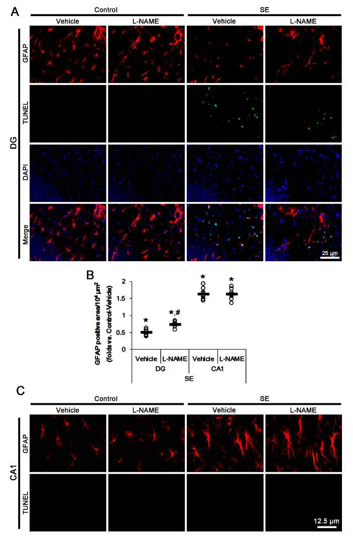 The effects of L-NAME on astroglial death and reactive astrogliosis in the hippocampus following SE. SE leads to astroglial apoptosis in the molecular layer of the dentate gyrus and reactive astrogliosis in the CA1 region, respectively. L-NAME ameliorates SE-induced astroglial apoptosis, but not reactive astrogliosis. (A) Representative photos for TUNEL-positive astrocytes in the dentate gyrus following SE. (B) Quantification of analyses of the effect of L-NAME on GFAP positive area following SE. Open circles indicate each individual value. Horizontal bars indicate mean value. Error bars indicate SEM (*,#p < 0.05 vs. control animals and vehicle, respectively; n = 7, respectively). (C) Representative photos for double immunostaining for TUNEL and GFAP in the CA1 region following SE. Reactive CA1 astrocytes do not show TUNEL signals following SE