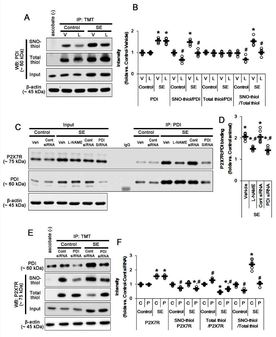 The effects of L-NAME and/or PDI knockdown on the amounts of SNO-thiol and total thiol-PDI or -P2X7R, and PDI-P2X7R bindings following SE. As compared to vehicle (V), L-NAME (L) reduces the amount of SNO-thiol-PDI and PDI-P2X7R bindings without affecting PDI expression and the amount of total thiol-PDI under physiological condition. Thus, S-nitrosylation ratio of PDI is decreased. L-NAME abrogates SE-induced alterations in PDI-P2X7R bindings and S-nitrosylation ratio of PDI, except PDI expression. As compared to control siRNA (C), PDI siRNA (P) abolishes the changes in PDI-P2X7R bindings and S-nitrosylation ratio of P2X7R following SE, except its expression. (A) Representative western blot for S-nitrosylation and thiolization on PDI and its expression. (B) Quantification of analyses of S-nitrosylation and thiolization on PDI and its expression. Open circles indicate each individual value. Horizontal bars indicate mean value. Error bars indicate SEM (*,#p < 0.05 vs. control animals and vehicle, respectively; *p < 0.05 vs. vehicle; n = 7, respectively). (C) Representative western blot for the PDI-P2X7R bindings following SE. (D) Quantification of analyses of PDI-P2X7R bindings. Open circles indicate each individual value. Horizontal bars indicate mean value. Error bars indicate SEM (*,#p < 0.05 vs. control animals and vehicle or control siRNA, respectively; n = 7, respectively). (E) Representative western blot for S-nitrosylation and thiolization on P2X7R and its expression. (F) Quantification of analyses of S-nitrosylation and thiolization on P2X7R and its expression. Open circles indicate each individual value. Horizontal bars indicate mean value. Error bars indicate SEM (*,#p < 0.05 vs. control animals and control siRNA, respectively; n = 7, respectively)