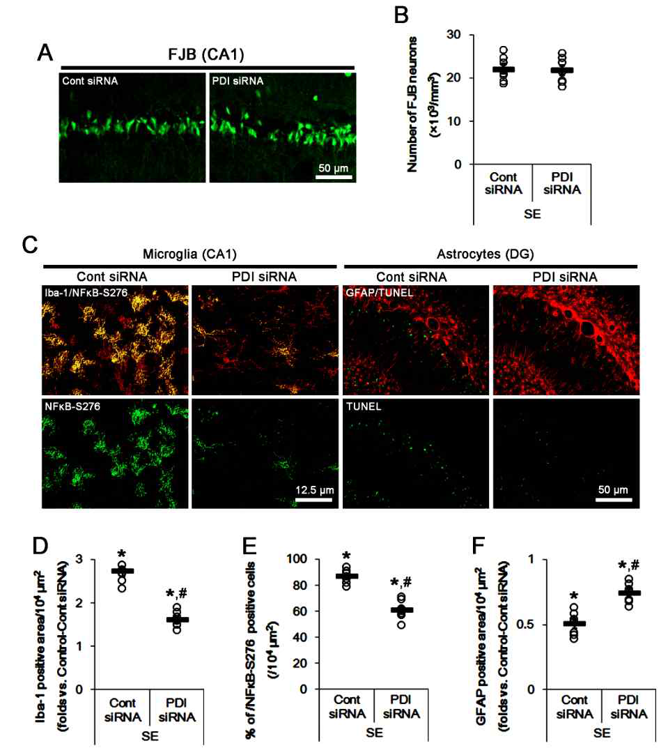 The effects of PDI knockdown on neuronal death, microglial activation and astroglial apoptosis following SE. PDI siRNA inhibits microglial activation by inhibiting p65‐S276 NF‐κB phosphorylation, and attenuates astroglial apoptosis in the dentate gyrus following SE, while it does not affect SE-induced neuronal death. (A) Representative photos for FJB-positive degenerating CA1 neurons following SE. (B) Quantification of analyses of the effect of PDI siRNA on SE-induced CA1 neuronal degeneration. Open circles indicate each individual value. Horizontal bars indicate mean value. Error bars indicate SEM (n = 7, respectively). (C) Representative photos for p65‐S276 NF‐κB phosphorylation in microglia in the CA1 region (left panels) and TUNEL-positive astrocytes in the dentate gyrus (right panels) following SE. (D-F) Quantification of analyses of the effect of PDI siRNA on microglial activation (D), p65‐S276 NF‐κB phosphorylation in microglia (E) and astroglial apoptosis in the dentate gyrus (F). Open circles indicate each individual value. Horizontal bars indicate mean value. Error bars indicate SEM (*,#p < 0.05 vs. control animals and control siRNA, respectively; n = 7, respectively)