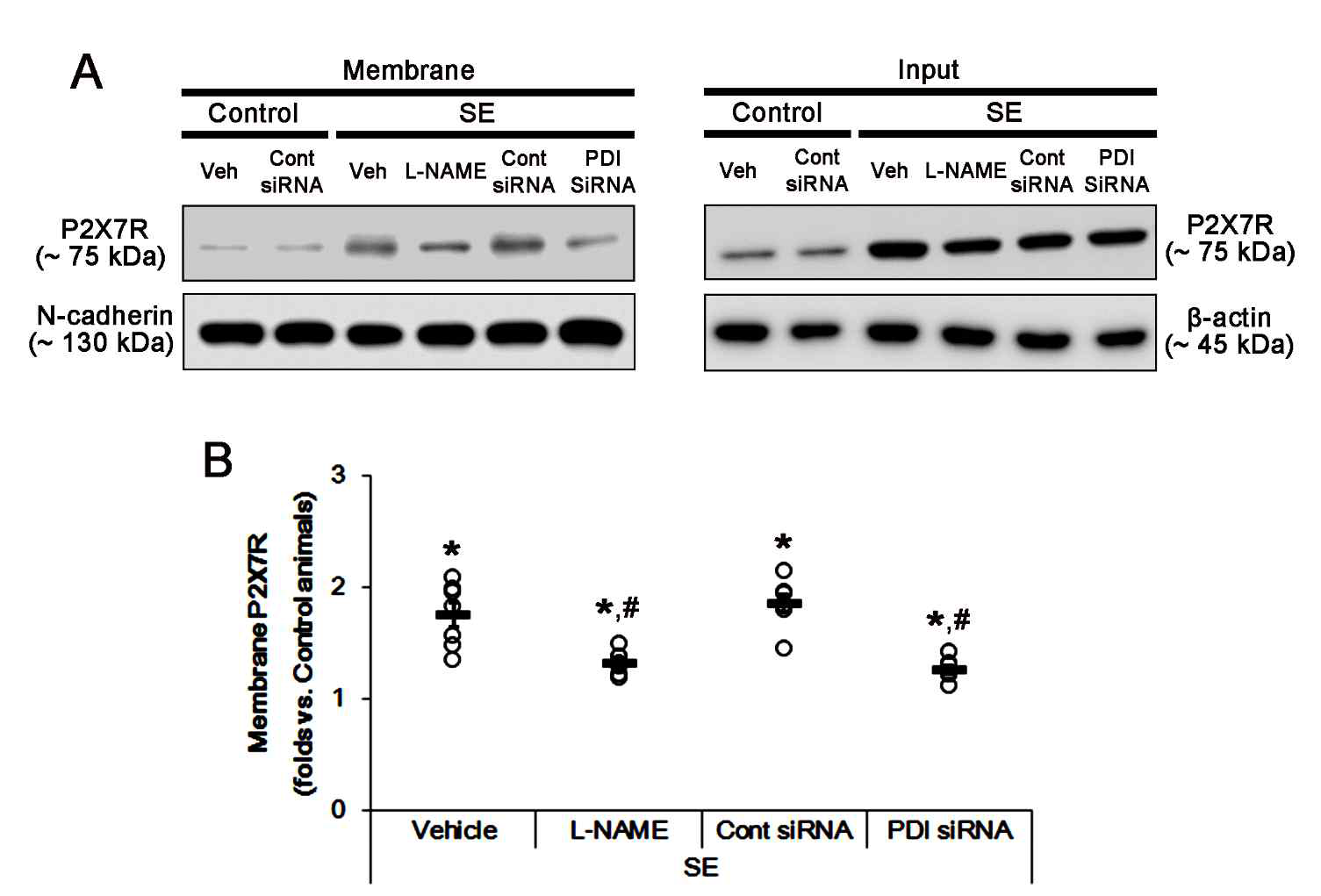 The effects of L-NAME and PDI knockdown on the surface expression of P2X7R. As compared to control animals, SE increases the membrane P2X7R expressions, which are abrogated by both L-NAME and PDI siRNA (A) Representative western blot for surface expression of P2X7R following SE. (B) Quantification of analyses of P2X7R expression in membrane fractions. Open circles indicate each individual value. Horizontal bars indicate mean value. Error bars indicate SEM (*,#p < 0.05 vs. control animals and vehicle or control siRNA, respectively; n = 7, respectively)