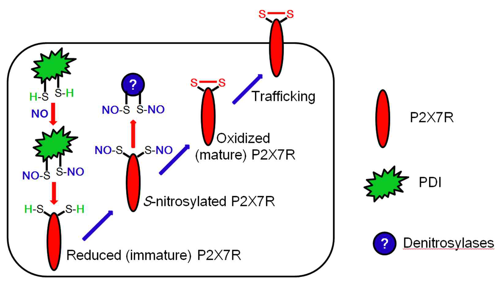 Scheme of the role of PDI-mediated S-nitrosylation of P2X7R in its trafficking to cell membrane. SE elevates NO synthesis, which S-nitrosylates PDI. SNO-PDI transfers NO to the reduced (immature) P2X7R. In turn, SNO-P2X7R is oxidized by denitrosylases (presumably Trx-1 [8]), which facilitates its trafficking to cell surface