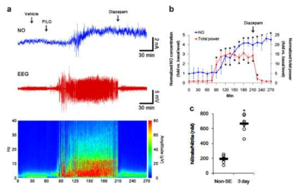 The role of seizure activity in NO generation in response to pilocarpine