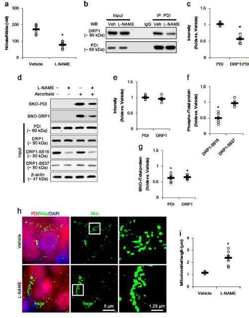 The effects of L-NAME on SNO-PDI, SNO-DRP1, and mitochondrial fusion in CA1 neurons under normal condition