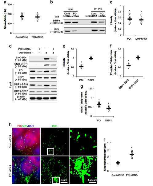 The effects of PDI knockdown on SNO-PDI, SNO-DRP1, and mitochondrial fusion in CA1 neurons under normal condition