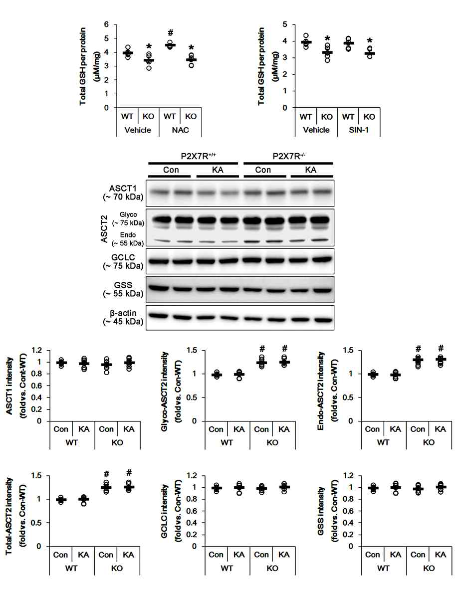 The effects of P2X7 receptor on GSH synthesis and the expressions of ASCT1, ASCT2, GCLC and GSS