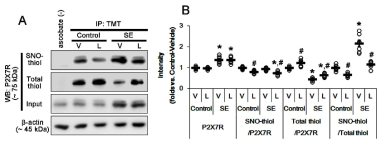 The effects of L-NAME on the amounts of SNO-thiol- and total thiol-P2X7R following SE. As compared to vehicle (V), L-NAME (L) reduces the amount of SNO-thiol-P2X7R, and increased that of total thiol-P2X7R without altering P2X7R expression. (A) Representative western blot for S-nitrosylation and thiolization on P2X7R and its expression. (B) Quantification of analyses of S-nitrosylation and thiolization on P2X7R and its expression