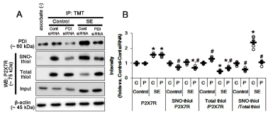 The effects of PDI knockdown on the amounts of SNO-thiol and total thiol-P2X7R following SE. As compared to control siRNA, PDI siRNA abolishes S-nitrosylation ratio of P2X7R following SE. (A) Representative western blot for S-nitrosylation and thiolization on P2X7R and its expression. (F) Quantification of analyses of S-nitrosylation and thiolization on P2X7R and its expression