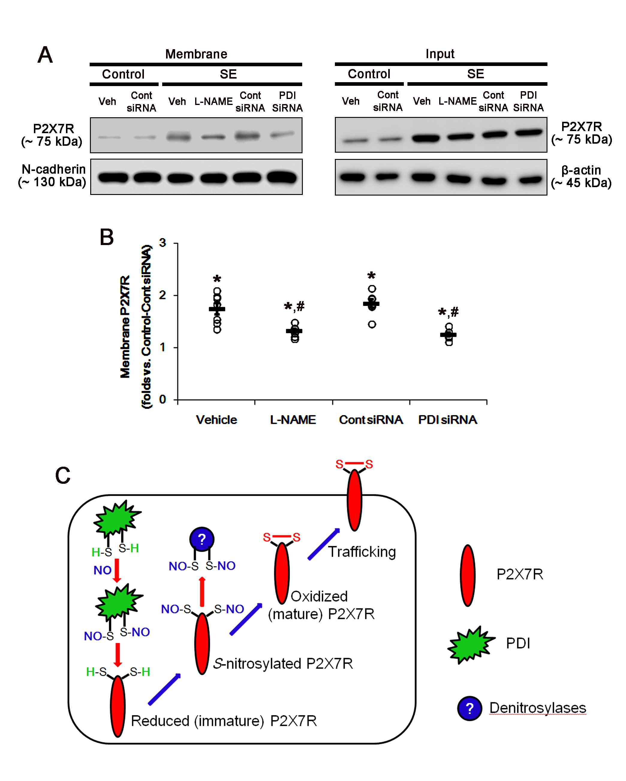 The effects of L-NAME and PDI knockdown on the surface expression of P2X7R. As compared to control animals, SE increases the membrane P2X7R expressions, which are abrogated by both L-NAME and PDI siRNA (A) Representative western blot for surface expression of P2X7R following SE (B) Quantification of analyses of P2X7R expression in membrane fractions. (C) Scheme of the role of PDI-mediated S-nitrosylation of P2X7R in its trafficking to cell membrane. SE elevates NO synthesis, which S-nitrosylates PDI. SNO-PDI transfers NO to the reduced (immature) P2X7R. In turn, SNO-P2X7R is oxidized by denitrosylases (presumablyTrx-1), which facilitates its trafficking to cell surface