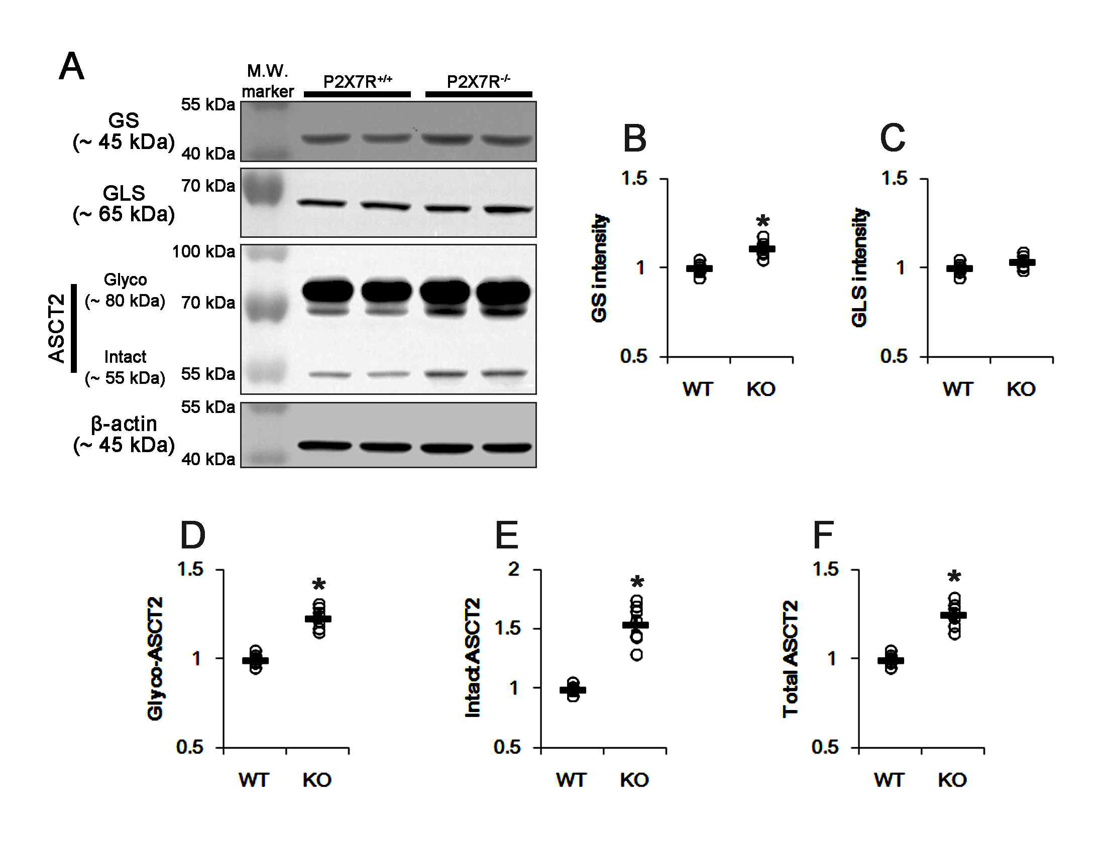 Effects of P2X7R deletion on expression of GS, GLS and ASCT2. P2X7R deletion increases GS and ASCT2, but not GLS, expressions. (A) Representative Western blots of GS, GLS and ASCT2 expressions. (B-F) Quantification of GS (B), GLS (C), glycosylated ASCT2 (Glycol-ASCT2, D), intact ASCT2 (E) and (F) total ASCT2 levels based on Western blot data