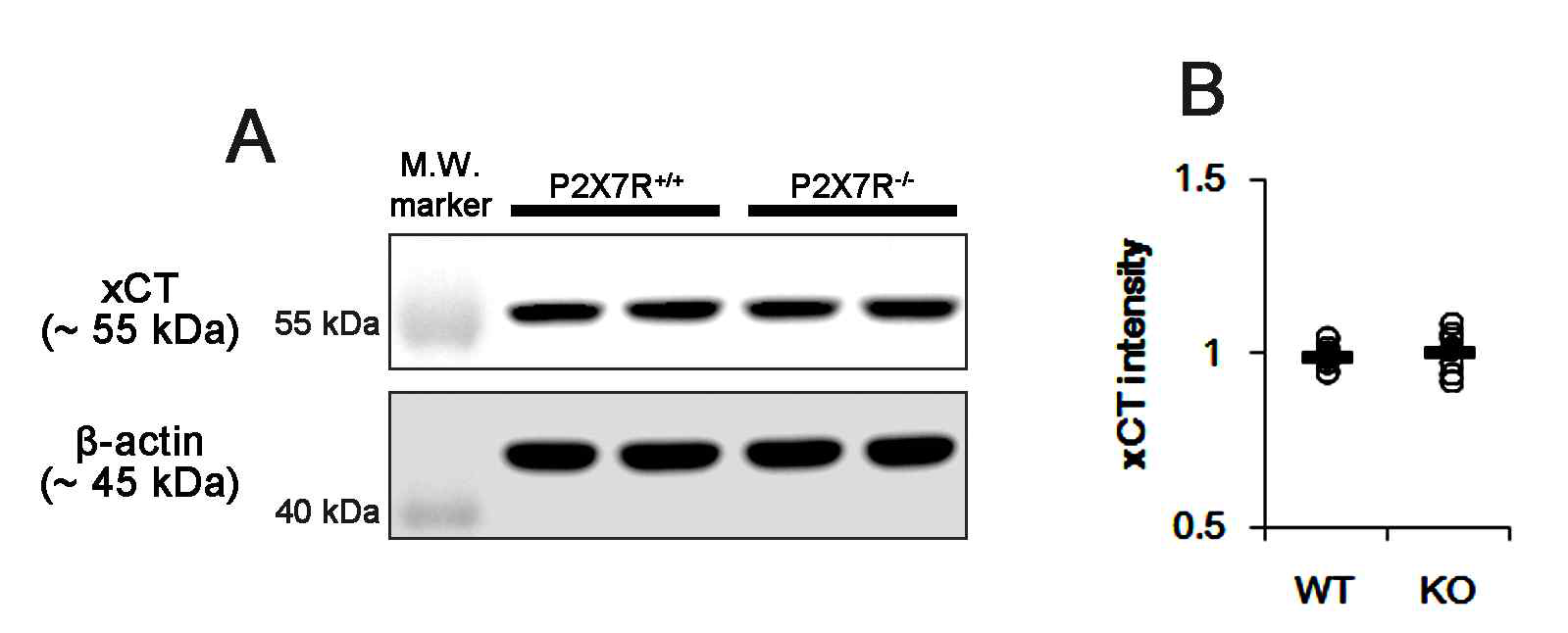 Effects of P2X7R deletion on xCT expression. P2X7R deletion does not affect xCT expression. (A) Representative Western blots of xCT expression. (B) Quantification of xCT level based on Western blot data