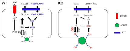 Scheme of roles of P2X7R in basal GSH level based on the present data and a previous report. Under physiological condition, P2X7R activation increases Ca2+influx, which inhibits GS expression by PKC activation without altering GLS expression. This mode of regulation maintains the yield of glutamate (Glu)-glutamine (GlN) cycle and xCT-mediated uptake of cysteine (Cys) precursors such as cystine/NAC, which increases GSH level. However, P2X7R deletion leads to the up-regulation of GS expression, which inhibits xCT activity due to reduced glutamate level. Instead, the elevated glutamine level accelerates ACST2-mediated glutamine-cysteine exchanges. The reductions in both glutamate and cystine level diminish GSH level