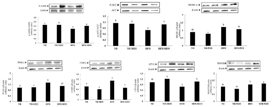 Data are presented as mean ± S.E. (n=15). a,b Values not sharing common letter are significantly different among groups at p<0.05. ND; normal diet group, ND-MEO; normal diet+MEO inhalation group, HFD; high fat diet group, HFD-MEO; high fat diet+MEO inhalation group