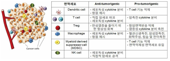 종양미세환경에서 면역세포의 기능변화