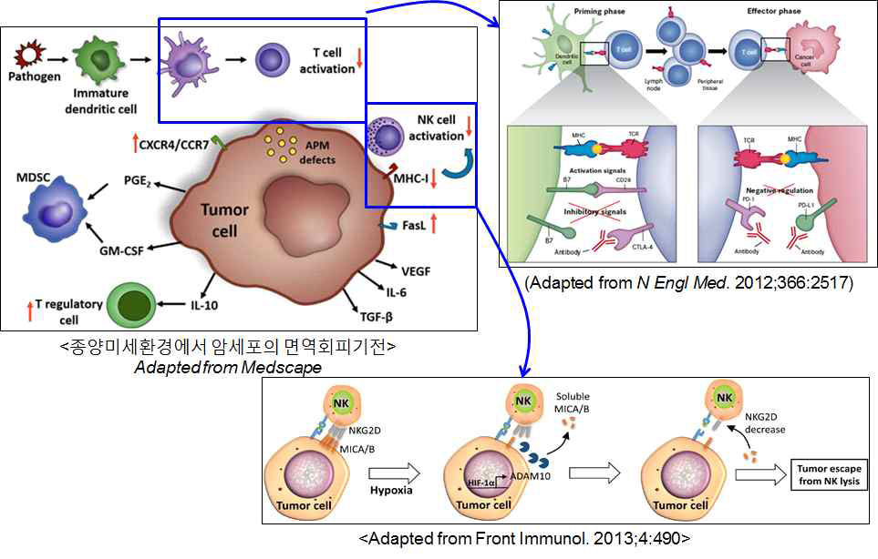 종양미세환경에서 T cell 및 NK cell로부터 암세포의 면역회피