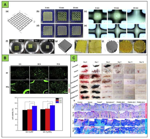 (A) MC/Tyr의 다양한 변수조건에 따른 3D printability 비교 및 (B) in vitro 세포 생존율, (C) γ-PGA/DA의 in vivo 피부 접착능