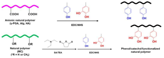 페놀/카테콜기가 도입된 천연고분자 유도체의 제조과정
